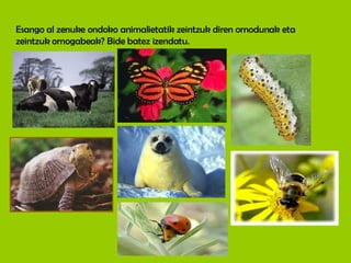Esango al zenuke ondoko animalietatik zeintzuk diren ornodunak eta zeintzuk ornogabeak? Bide batez izendatu. 