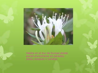 Habita en el Sur de Europa donde
puede encontrarse en paredes,
setos, bosques o cunetas.
 