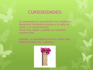 CURIOSIDADES:

La madreselva es una planta muy resistente.
Aguanta la humedad excesiva y el calor, el
viento y la contaminación.
Crece muy rápido y puede vivir durante
muchos años.

Además, su agradable aroma se utiliza para
elaborar fragancias y jabones.
 