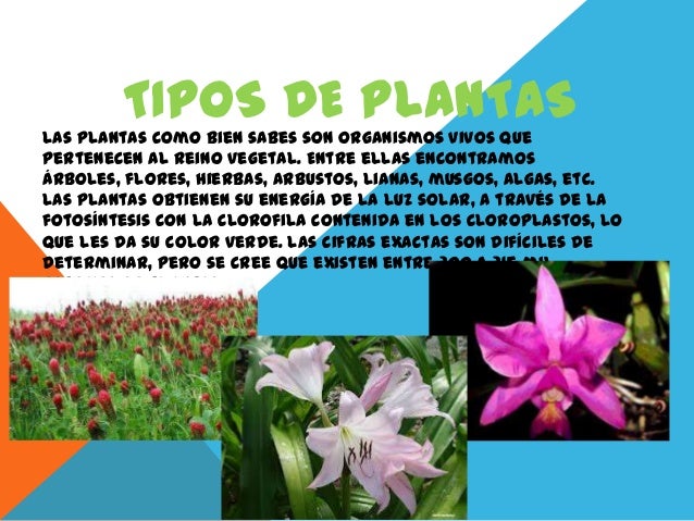 TIPOS DE PLANTASLas plantas como bien sabes son organismos vivos TIPOS DE PLANTASLas plantas como bien sabes son organismos vivos