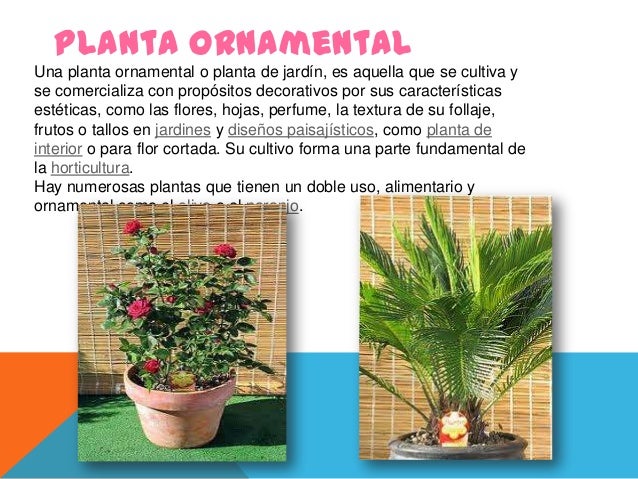 planta ornamentaluna planta ornamental o planta de jardín es aquella planta ornamentaluna planta ornamental o planta de jardín es aquella