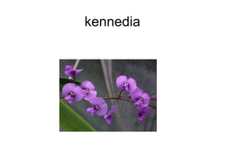kennedia
 