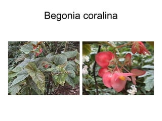 Begonia coralina
 