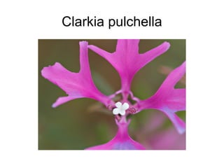 Clarkia pulchella
 