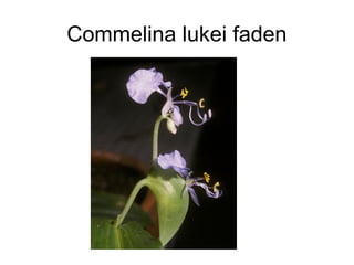 Commelina lukei faden
 