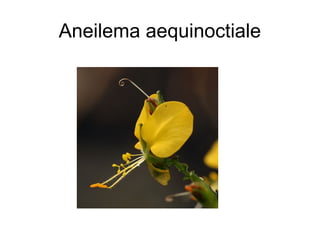 Aneilema aequinoctiale
 
