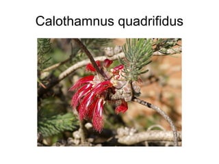 Calothamnus quadrifidus
 