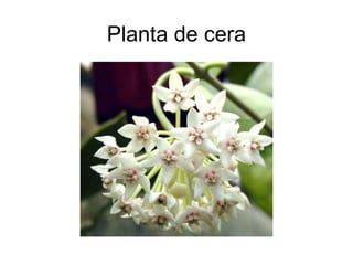 Planta de cera
 