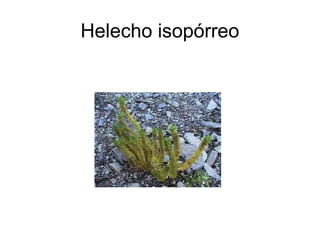 Helecho isopórreo
 