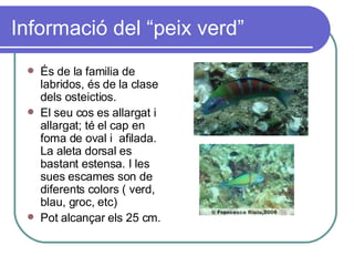 Informació del “peix verd” És de la familia de labridos, és de la clase dels osteictios. El seu cos es allargat i allargat; té el cap en foma de oval i  afilada. La aleta dorsal es bastant estensa. I les sues escames son de diferents colors ( verd, blau, groc, etc) Pot alcançar els 25 cm. 