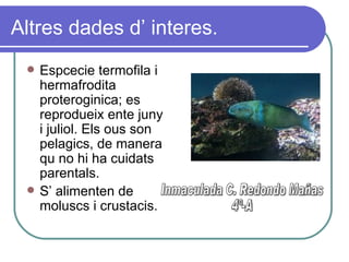 Altres dades d’ interes. Espcecie termofila i hermafrodita proteroginica; es reprodueix ente juny i juliol. Els ous son pelagics, de manera qu no hi ha cuidats parentals.  S’ alimenten de moluscs i crustacis. Inmaculada C. Redondo Mañas 4º-A 
