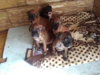 LOS ANIMALITOS DE LA SELVA