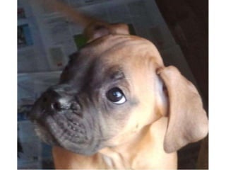 LOS ANIMALITOS DE LA SELVA