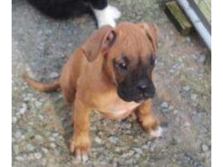 LOS ANIMALITOS DE LA SELVA