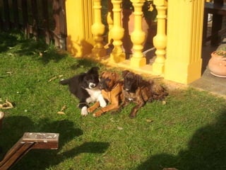 LOS ANIMALITOS DE LA SELVA