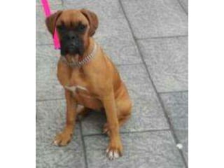 LOS ANIMALITOS DE LA SELVA