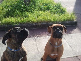 LOS ANIMALITOS DE LA SELVA