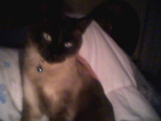 LOS ANIMALITOS DE LA SELVA