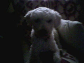 LOS ANIMALITOS DE LA SELVA