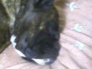 LOS ANIMALITOS DE LA SELVA