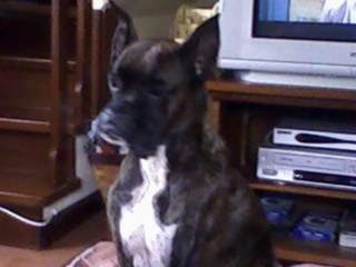 LOS ANIMALITOS DE LA SELVA