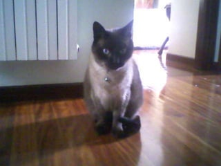 LOS ANIMALITOS DE LA SELVA