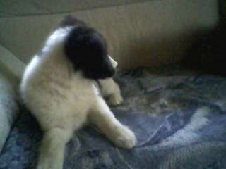 LOS ANIMALITOS DE LA SELVA