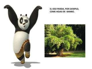EL OSO PANDA, POR EJEMPLO,
COME HOJAS DE BAMBÚ.
 