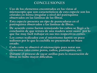 CONCLUSIONES Uso de los elementos encontrados en las vistas al microscopio que son característicos de esta especie son los cristales en forma irregular a nivel del parénquima observados en las láminas de las fibras. Esta especie presenta un tipo de punteaduras en el parénquima observados a las láminas de fibras. De acuerdo como fueron remojando los cubos se llegó a la conclusión de que retrata de una madera semi suave  por lo que fue muy fácil trabajar en sus tres respectivos cortes. Los cortes realizados con el micrótomo fueron un poco tediosos por lo que la cuchilla no presentaba un buen estado. Cada corte se observó al microscópio para notar sus elementos tales como poros, radios, parénquima, etc. Durante el proceso de sacar astillas para la maceración de fibras no hubo mayor dificultas. 