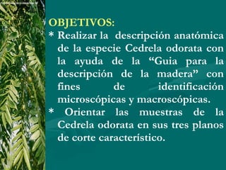 OBJETIVOS: * Realizar la  descripción anatómica de la especie Cedrela odorata con la ayuda de la “Guia para la descripción de la madera” con fines de identificación microscópicas y macroscópicas. * Orientar las muestras de la Cedrela odorata en sus tres planos de corte característico. 