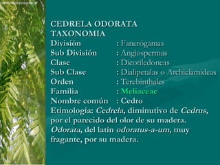 CEDRELA ODORATA TAXONOMIA  División :  Fanerógamas Sub División :  Angiospermas  Clase :  Dicotiledoneas Sub Clase :  Dialipetalas o Archiclamideas Orden :  Terebinthales Familia :  Meliaceae   Nombre común : Cedro  Etimología:  Cedrela , diminutivo de  Cedrus , por el parecido del olor de su madera.  Odorata , del latín  odoratus-a-um , muy fragante, por su madera. 
