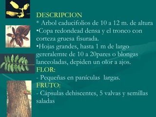 DESCRIPCION * Arbol caducifolios de 10 a 12 m. de altura Copa redondead densa y el tronco con corteza gruesa fisurada. Hojas grandes, hasta 1 m de largo gereralemte de 10 a 20pares o blongas lanceoladas, depiden un olor a ajos. FLOR: - Pequeñas en panículas  largas. FRUTO: - Cápsulas dehiscentes, 5 valvas y semillas saladas 