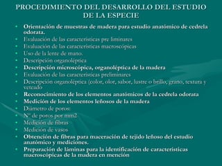 PROCEDIMIENTO DEL DESARROLLO DEL ESTUDIO DE LA ESPECIE Orientación de muestras de madera para estudio anatómico de cedrela odorata. Evaluación de las características pre liminares Evaluación de las características macroscópicas Uso de la lente de mano. Descripción organoléptica Descripción microscópica, organoléptica de la madera Evaluación de las características preliminares Descripción organoléptica (color, olor, sabor, lustre o brillo, grano, textura y veteado Reconocimiento de los elementos anatómicos de la cedrela odorata Medición de los elementos leñosos de la madera Diámetro de poros: Nº de poros por mm2 Medición de fibras Medición de vasos Obtención de fibras para maceración de tejido leñoso del estudio anatómico y mediciones. Preparación de láminas para la identificación de características macroscópicas de la madera en mención 