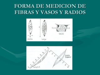 FORMA DE MEDICION DE FIBRAS Y VASOS Y RADIOS 