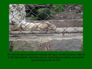 Se calcula que la población salvaje del tigre, consta de poco más de 3.000 ejemplares, mientras que en cautividad se estima que existen aproximadamente 20.000. 