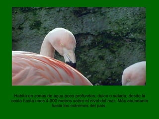 Habita en zonas de agua poco profundas, dulce o salada, desde la costa hasta unos 4.000 metros sobre el nivel del mar. Más abundante hacia los extremos del país.  
