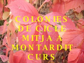 COLONIES DE CICLE MITJA A MONTARDIT CURS 2008 / 2009