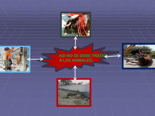 cuidado de los animales