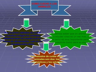 cuidado de los animales