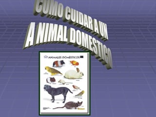 cuidado de los animales