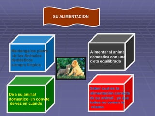 cuidado de los animales