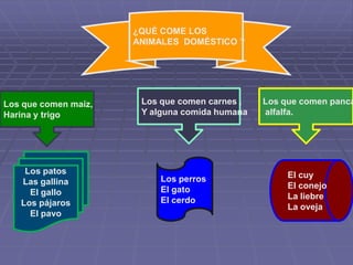 cuidado de los animales