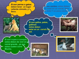 cuidado de los animales