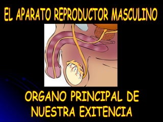 EL APARATO REPRODUCTOR MASCULINO ORGANO PRINCIPAL DE NUESTRA EXITENCIA 