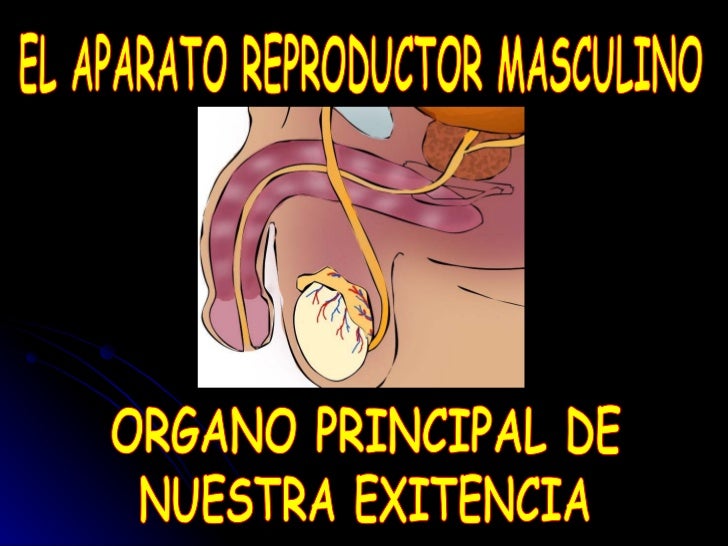 sistema reproductor masculino ppt Sistema reproductor humano ppt.