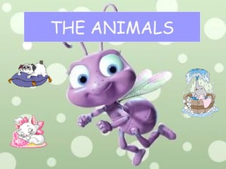 THE ANIMALS
