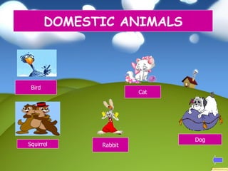DOMESTIC ANIMALS Bird Cat Squirrel Rabbit Dog