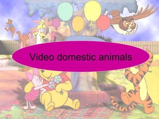 Video domestic animals
