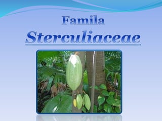 FamilaSterculiaceae 