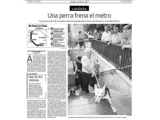 Como se gestiona que un perro se pierda en las vías de Barcelona, en contraste de cómo se hizo con la galga perdida y atropellada en el Metro de Madrid